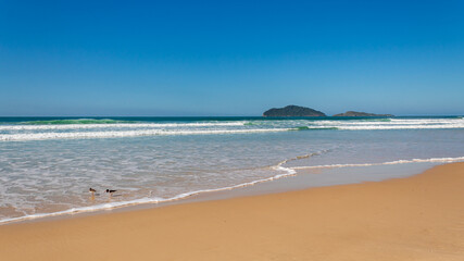 sea birds American Oystercatcher on the Santinho beach in the city of Florianópolis Santa Catarina...