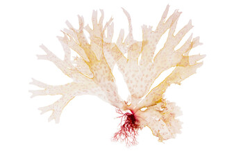 Nitophyllum punctatum seaweed isolated transparent png. Spotted scarf weed algae.  © photohampster