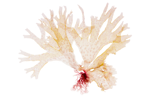 Nitophyllum punctatum seaweed isolated transparent png. Spotted scarf weed algae. 