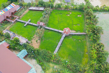 Aerial top view of fresh paddy rice with lake and houses in cafe, green agricultural fields in countryside or rural area in Thailand. Nature landscape background.
