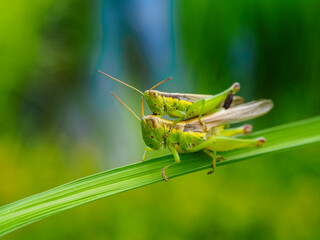 イネ科のイネにとまるイナゴ