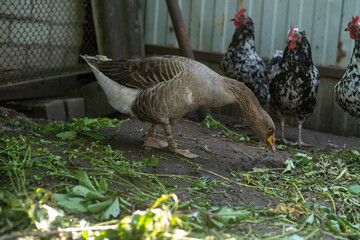 Goose walking on street paddock. Home farm animals.