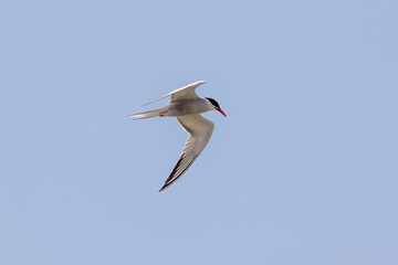 seagull in flight