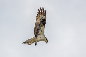 osprey in flight