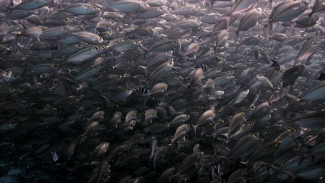 A large school of Yellowstripe Scad (Selaroides leptolepis), ripples and sways in the sunlight in the blue water, Raja Ampat, Indonesia, Asia