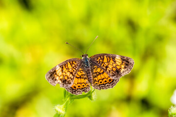 butterfly on a yellow flower