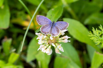 butterfly on a flower