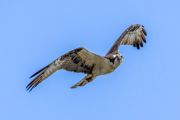 osprey in flight