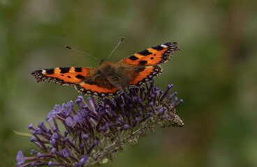 Fototapeta na wymiar Close up of a butterfly which has landed on a Budlea bush