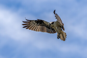 osprey in flight