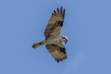 osprey in flight