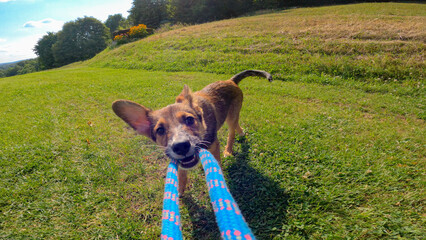 POV, CLOSE UP: Cute mixed breed puppy bonding with owner in a game of tug of war