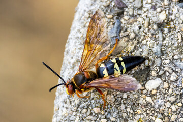 wasp on a branch