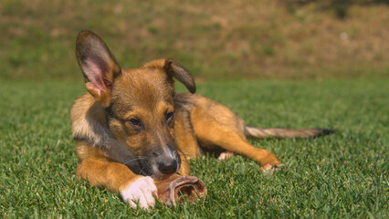 CLOSE UP, DOF: Brown doggy lies on green lawn and enjoys a dried chewy treat