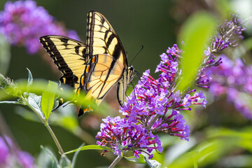 butterfly on a flower