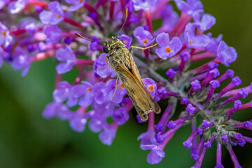 moth on flower
