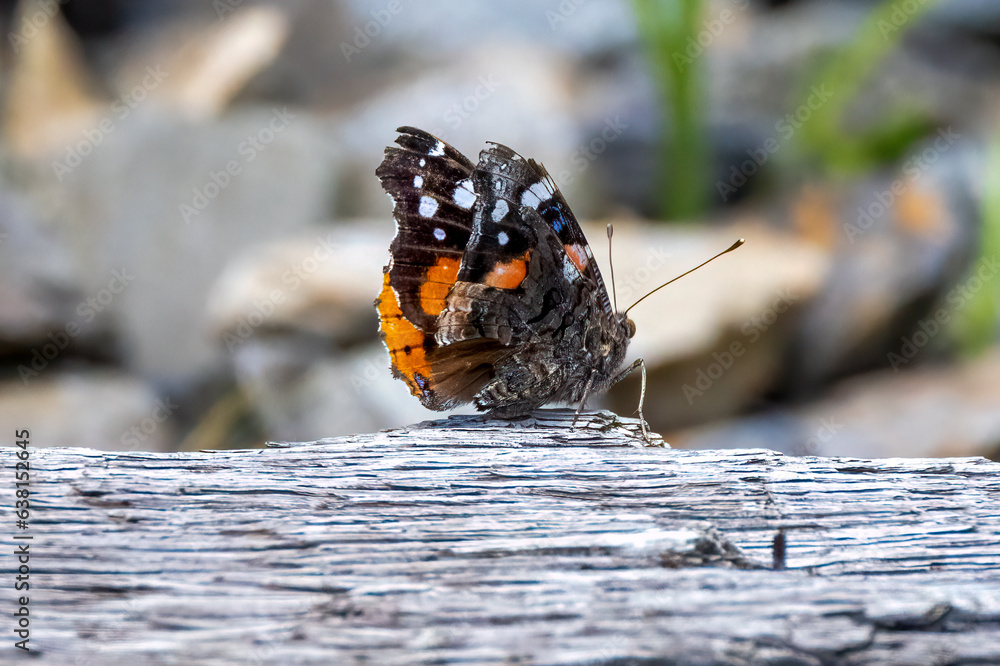 Poster butterfly on a flower