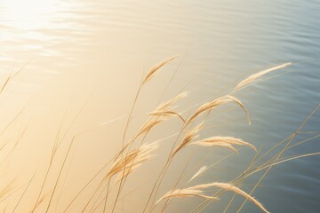 shadow from reed grass on sunny water surface