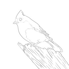 contour drawing of bird line art