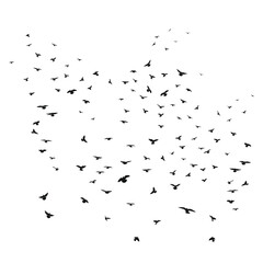 Sketch drawing of a silhouette of a flock of birds flying forward, cling together. Takeoff, flying, flight, flutter, hover, soaring, landing