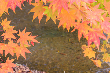 夕張市滝の上公園「秋の北海道」