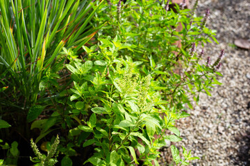 Holy basil, sweet basil and lemongrass in herb garden