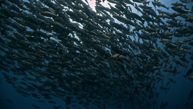 A huge school of fish aggregate to spawn in dark tropical water