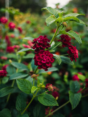 Red lantana flowers