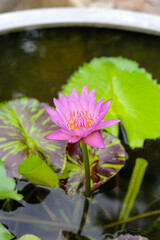 Beautiful pink waterlily or lotus flower with leaves