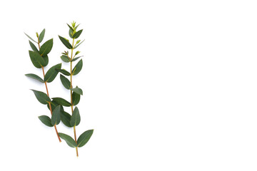 Green leaves of eucalyptus on white © Bowonpat