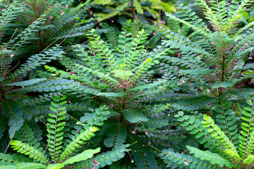 Phyllanthus pulcher herb plant with flower