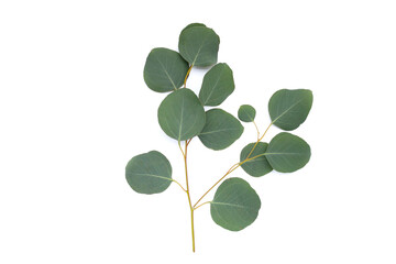 Obraz premium Green leaves of eucalyptus on white