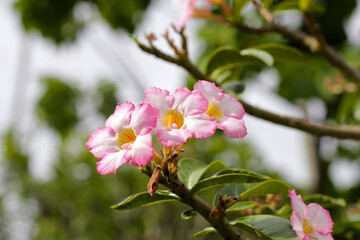Adenium obesum tree with pink flowers. Green leaves