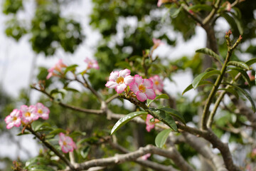 Adenium obesum tree with pink flowers. Green leaves