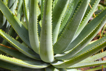 Aloe Vera plant fresh green leaves