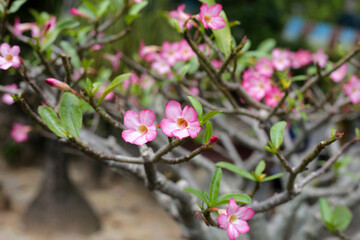 Adenium obesum tree with pink flowers. Green leaves