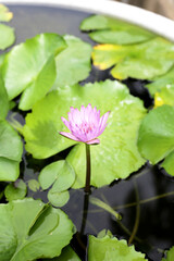 Beautiful waterlily or lotus flower with green leaves