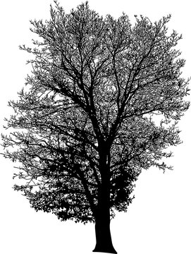 arbol, silueta, vector, pegatina, naturaleza, oto&radic;&plusmn;o
