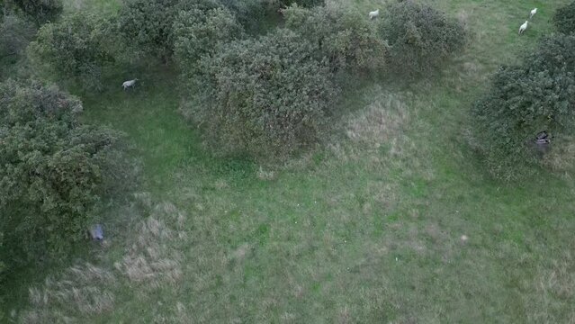 flock of sheep in field from drone view