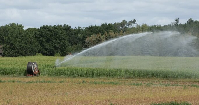Field irrigation with spraying unit and hose reel, rape field near Hitzacker, Lower Saxony, Germany, Europe
