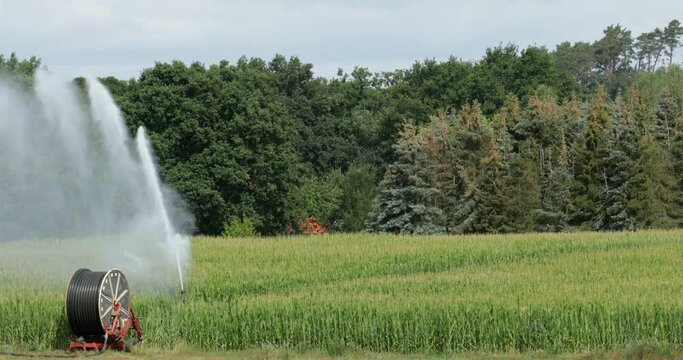 Field irrigation with spraying unit and hose reel, rape field near Hitzacker, Lower Saxony, Germany, Europe