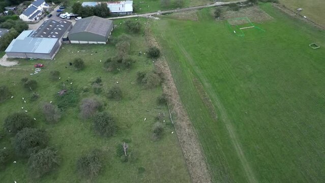 flock of sheep in field from drone view
