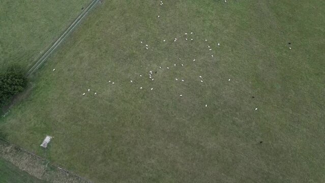 flock of sheep in field from drone view