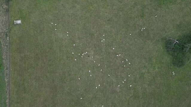 flock of sheep in field from drone view