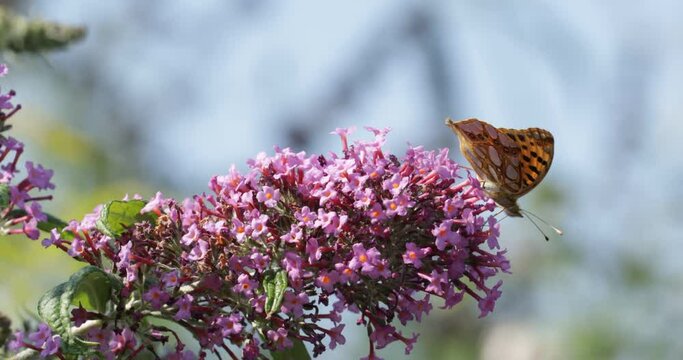 Butterfly, comma (Polygonia c-album), on butterfly-bush (Buddleja davidii), Reppenstedt, Lower Saxony, Germany, Europe