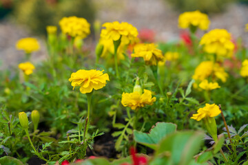 Flowers in a flower bed Marigolds. Greening the urban environment. Background with selective focus