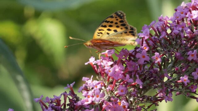 Butterfly, comma (Polygonia c-album), on butterfly-bush (Buddleja davidii), Reppenstedt, Lower Saxony, Germany, Europe
