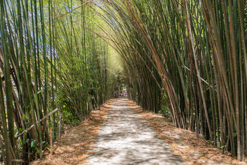 Japanese Bamboo Forest. Tall trees at Arashiyama in travel holidays vacation trip outdoors in Kyoto, Japan. Tall trees in natural park. Nature landscape background.