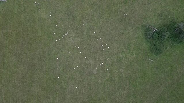 flock of sheep in field from drone view