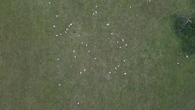 flock of sheep in field from drone view
